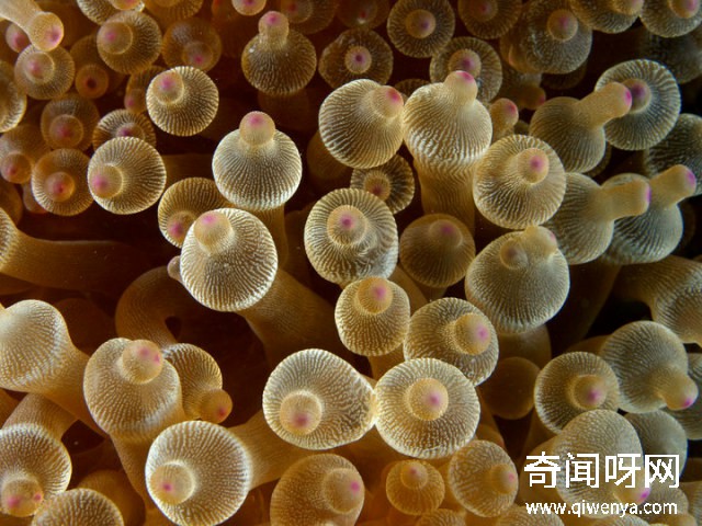 深海1万米巨型生物之谜,大多都吃垃圾(附20张深海奇特生物)