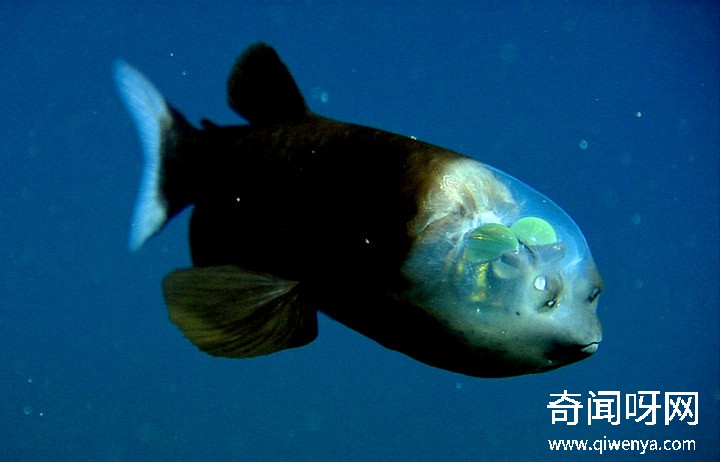 深海1万米巨型生物之谜,大多都吃垃圾(附20张深海奇特生物)