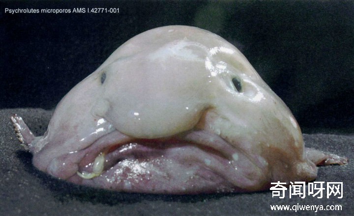 深海1万米巨型生物之谜,大多都吃垃圾(附20张深海奇特生物)