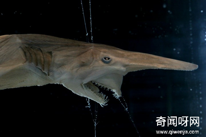深海1万米巨型生物之谜,大多都吃垃圾(附20张深海奇特生物)