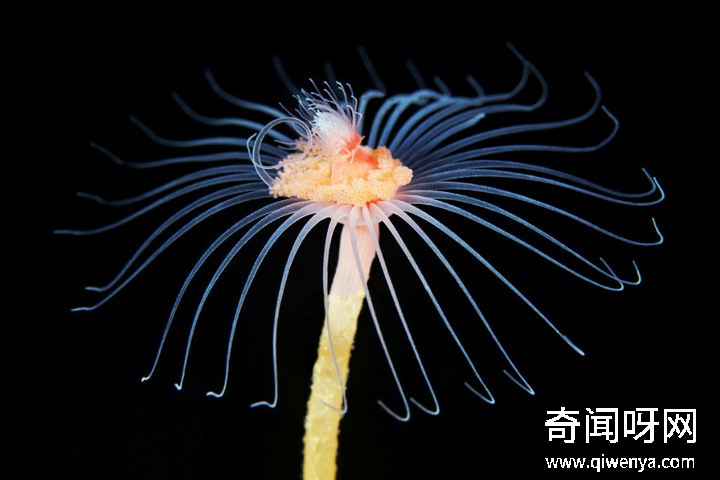 深海1万米巨型生物之谜,大多都吃垃圾(附20张深海奇特生物)