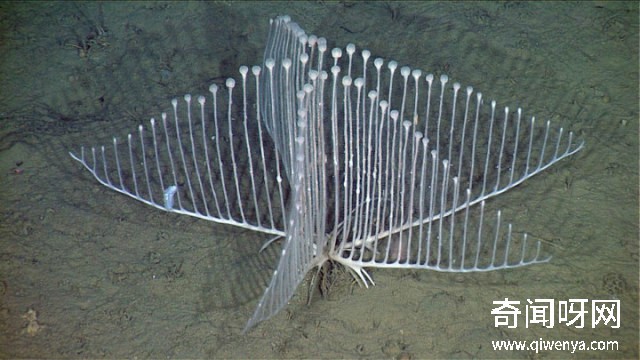 深海1万米巨型生物之谜,大多都吃垃圾(附20张深海奇特生物)